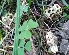 Clathrus transvaalensis