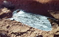 Acronicta lanceolaria