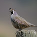 New World Quails - Photo (c) Len Blumin, some rights reserved (CC BY-NC-ND)
