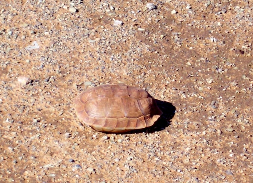 Karoo Tortoise