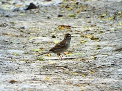 Spizella passerina