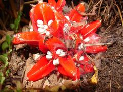 Zingiber chrysanthum