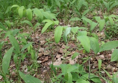 Polygonatum odoratum