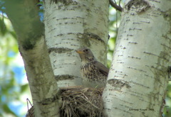 Turdus pilaris