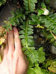 Asplenium lolegnamense image