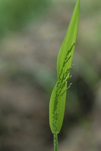 Milium effusum iNat (1)