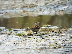 Spizella passerina