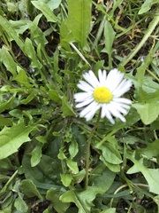 Bellis perennis