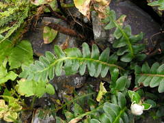 Asplenium lolegnamense image