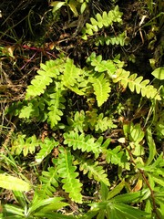 Asplenium lolegnamense image