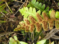 Asplenium lolegnamense image