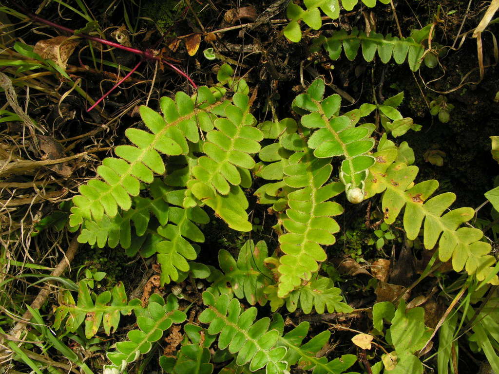 Madeira rustyback fern