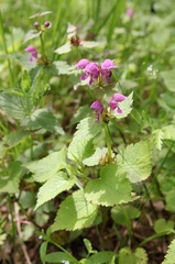 Lamium maculatum