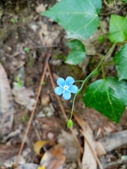 Omphalodes nitida