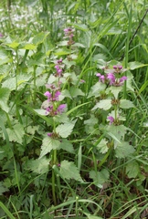 Lamium maculatum