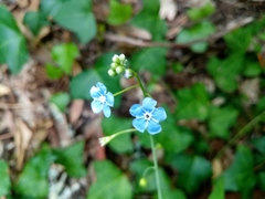 Omphalodes nitida