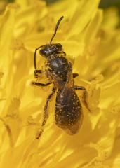 Hemihalictus