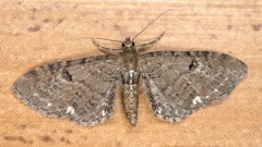 Eupithecia assimilata