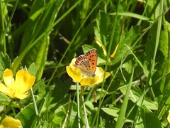 Lycaena helle