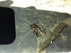 Tarbinskiellus portentosus