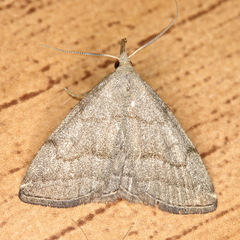 Pechipogo strigilata