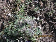 Astragalus granatensis