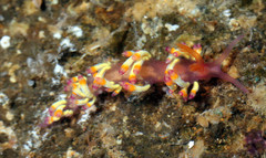 Coryphellina delicata