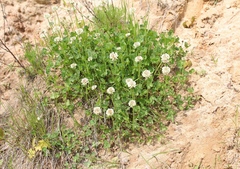 Trifolium repens