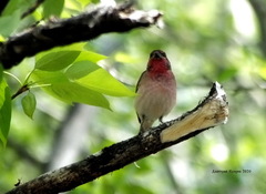 Carpodacus erythrinus