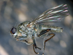 Trichopalpus fraternus