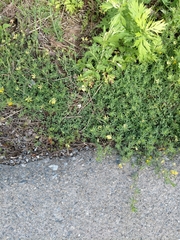 Lotus corniculatus