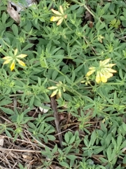 Lotus corniculatus