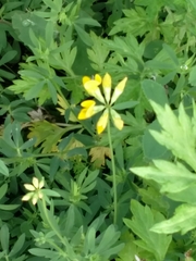 Lotus corniculatus