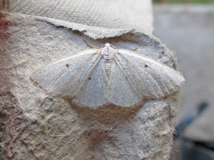 Lomographa glomeraria