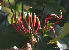 Dendrophthoe falcata