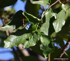 Dendrophthoe falcata