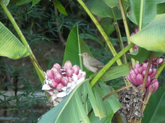 Turdus maculirostris