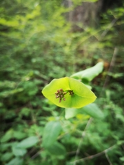 Lonicera hispidula
