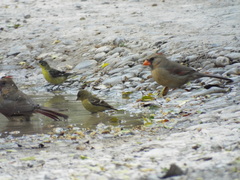 Spinus psaltria
