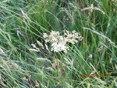 Bromus commutatus
