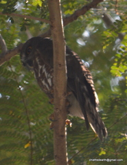 Ninox scutulata