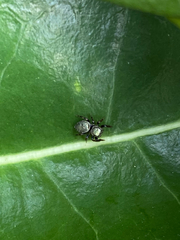 Messua limbata