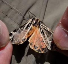 Apantesis parthenice