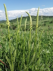 Pedicularis proboscidea