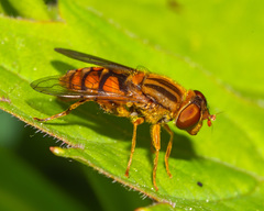 Parhelophilus laetus