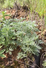 Artemisia absinthium