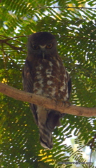 Ninox scutulata