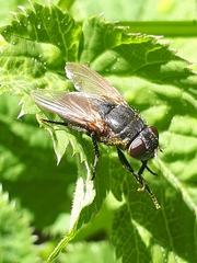 Polleniidae