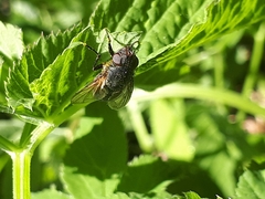 Polleniidae
