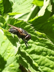 Polleniidae